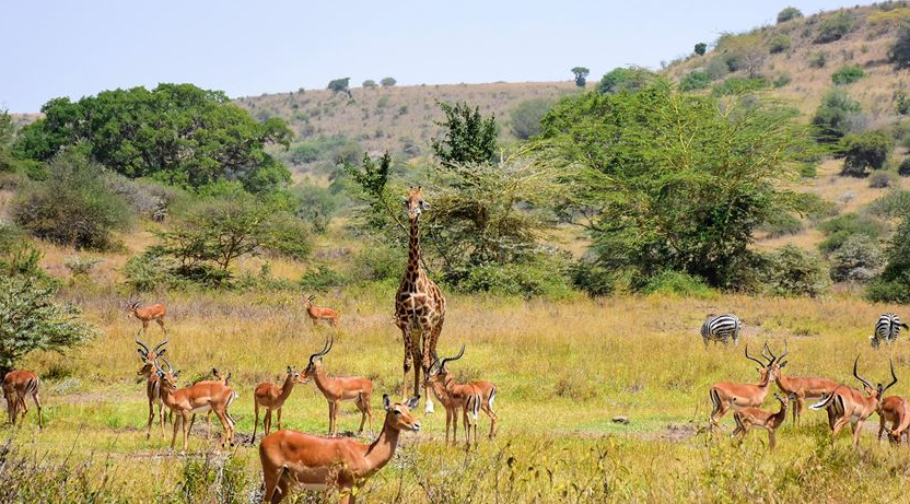 Gaborone Game Reserve, Gaborone, Botswana